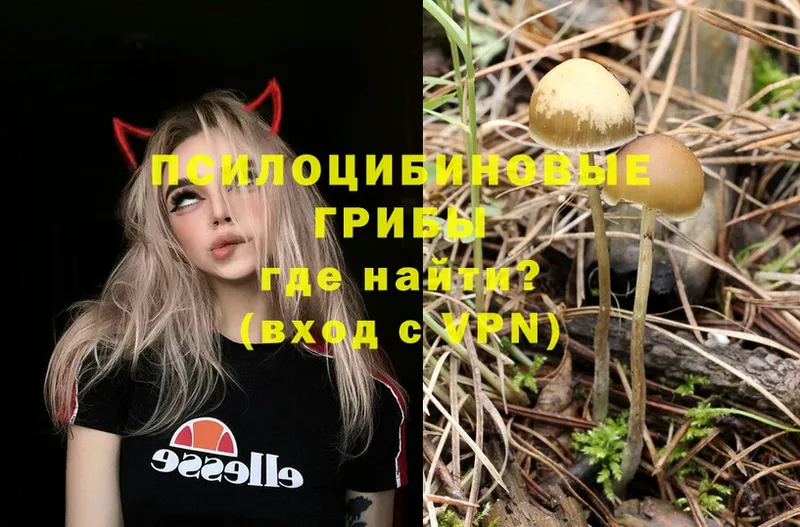 цена   Красноперекопск  Псилоцибиновые грибы Cubensis 